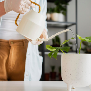 Plant Watering Service Near Me | HANDL